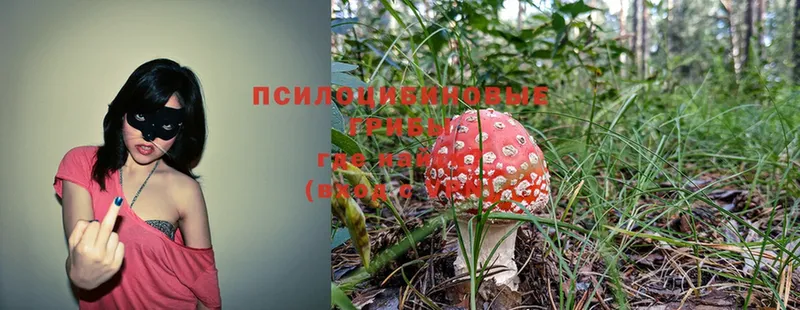 где купить   Ворсма  Псилоцибиновые грибы Psilocybine cubensis 